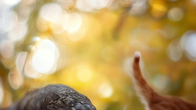 Adorable Ginger Kitten Leaping Through Autumnal Sunlight. A playful ginger kitten joyfully leaps through a bokeh background of warm autumn colors.