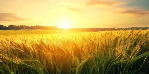 Obraz premium Solar panel technology integrated within a vibrant field of wheat, showcasing the harmony between renewable energy solutions and agriculture, with solar panels contributing to sustainable farming