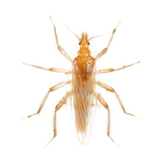 Fototapeta premium Detailed View of a Pale Brown Insect 