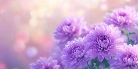 Vibrant lilac chrysanthemums stand out in a closeup against a soft, blurred background. Enjoy the beauty of lilac chrysanthemums as they bloom brilliantly in autumn gardens.
