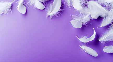Photograph of white feathers on a purple background