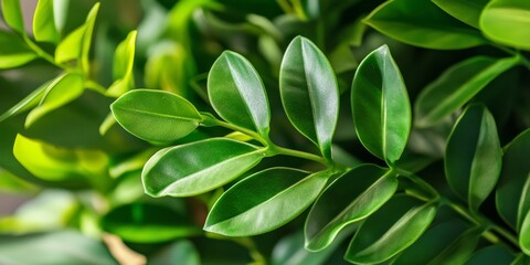 Fototapeta premium Close up image showcasing the vibrant green leaves and stems of the ZZ plant, emphasizing the unique texture and beauty of the ZZ plant in a potted setting. Perfect for plant enthusiasts.