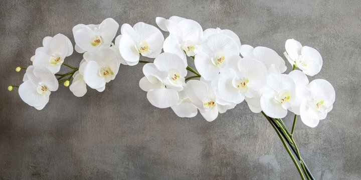 Beautiful white orchids showcase their elegant petals, adding a touch of grace and sophistication to any setting. These stunning white orchids are perfect for enhancing floral arrangements and decor. - Powered by Adobe