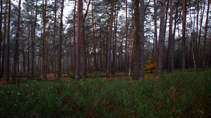 morning in the forest