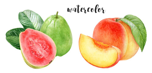 Hand-Painted Watercolor Peach and Guava Botanical Illustration Isolated on White
