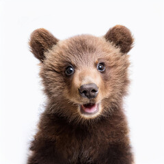 Fototapeta premium happy baby bear in the white background; amazing emotional pet; studio shot 