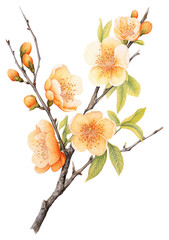 PNG Apricot branch with flower Apricot art illustration botanical.