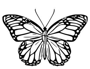 butterfly illustration