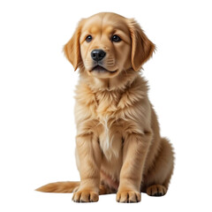 Obraz premium Adorable Golden Retriever Puppy Cute Dog Pet Canine
