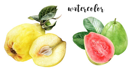 Hand-Painted Watercolor Quince and Guava Botanical Illustration Isolated on White