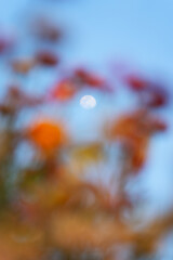 Multicolored of Straw flower or Everlasting Daisy flower blooming in the garden and moon in blue sky on springtime