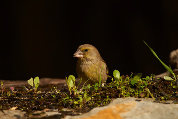 verderón europeo o verderón común​ (Chloris chloris)​ en el estanque del bosque	
