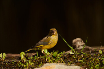 verderón europeo o verderón común​ (Chloris chloris)​ en el estanque del bosque