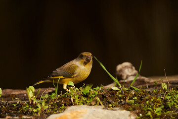verderón europeo o verderón común​ (Chloris chloris)​ en el estanque del bosque	
