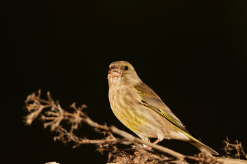 verderón europeo o verderón común​ (Chloris chloris)​ posado en un tronco