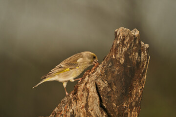 verderón europeo o verderón común​ (Chloris chloris)​ posado en un tronco	