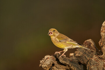 verderón europeo o verderón común​ (Chloris chloris)​ posado en un tronco	
