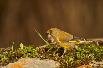 verderón europeo o verderón común​ (Chloris chloris)​ en el estanque del bosque	
