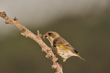 verderón europeo o verderón común​ (Chloris chloris)​ posado en un tronco	