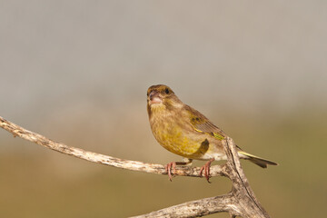 verderón europeo o verderón común​ (Chloris chloris)​ posado en un tronco