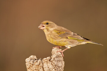verderón europeo o verderón común​ (Chloris chloris)​ posado en un tronco