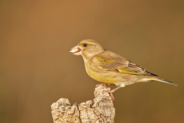 verderón europeo o verderón común​ (Chloris chloris)​ posado en un tronco