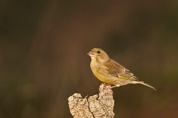 verderón europeo o verderón común​ (Chloris chloris)​ posado en un tronco