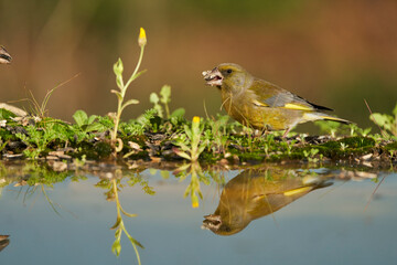 verderón europeo o verderón común​ (Chloris chloris)​ en el estanque del bosque