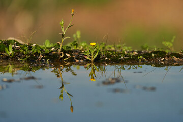 ramas y hierbas en el borde del estanque
