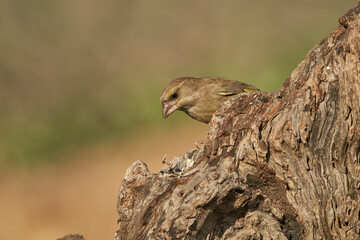 verderón europeo o verderón común​ (Chloris chloris)​ posado en un tronco