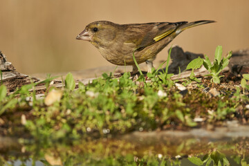 verderón europeo o verderón común​ (Chloris chloris)​ en el estanque del bosque