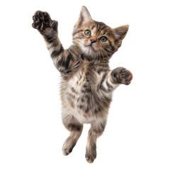 Obraz premium Playful Kitten in mid-air: This adorable kitten appears to be levitating, paws outstretched, with a playful and curious expression on its face, capturing the innocence and energy of a young feline. 