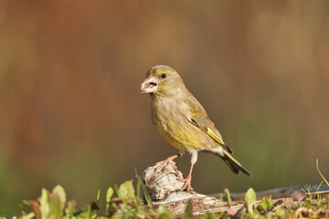 verderón europeo o verderón común​ (Chloris chloris)​ posado en un tronco