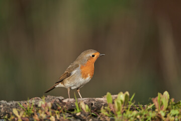  petirrojo europeo​ (Erithacus rubecula) posado en el suelo