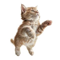 Obraz premium Playful Kitten in Mid-Air Leap 