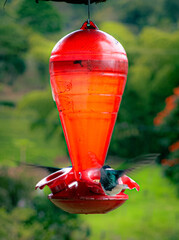 Two hummingbirds hovering by a feeder