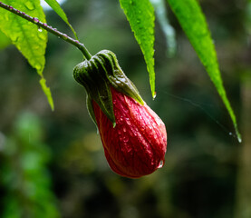Red flower with water droplets on