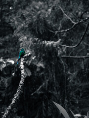 Lone bird in colour against a black and white backdrop 