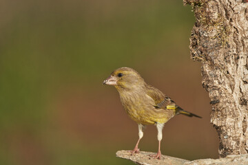 verderón europeo o verderón común​ (Chloris chloris)​ posado en un tronco