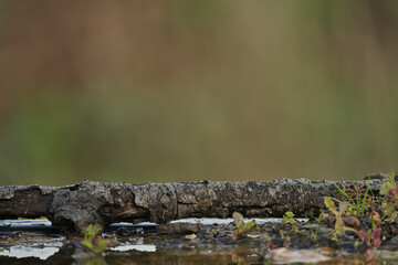ramas y hierbas en el borde del estanque