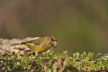 Fototapeta premium verderón europeo o verderón común​ (Chloris chloris)​ en el estanque del bosque