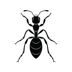 black ant in white background.eps