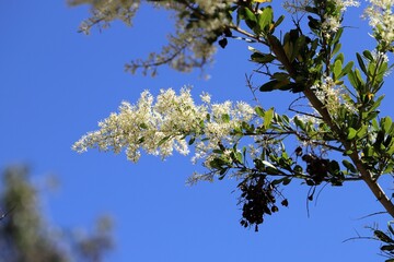  Australian Blackthorn tree (Bursaria spinosa) in flower