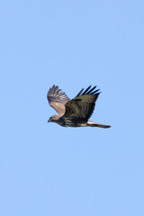 Fototapeta premium Common Buzzard (Buteo buteo), spotted over Baldoyle Racecourse, Dublin; common in Europe