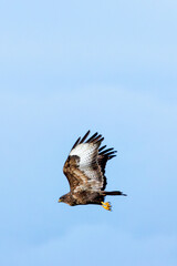 Obraz premium Common Buzzard (Buteo buteo), spotted over Baldoyle Racecourse, Dublin; common in Europe