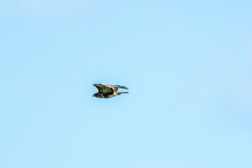 Common Buzzard (Buteo buteo), spotted over Baldoyle Racecourse, Dublin; common in Europe