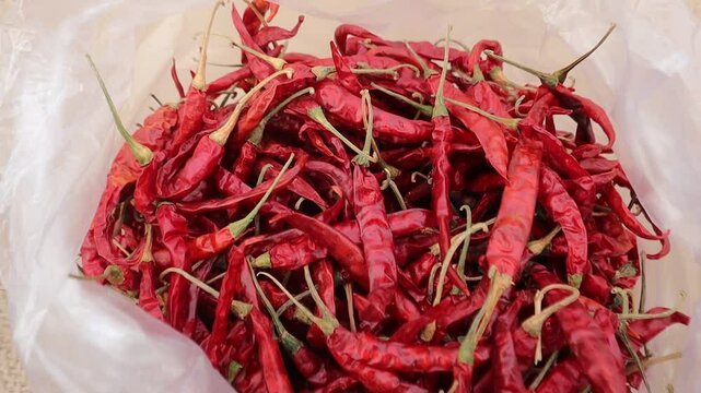 Whole red chilies (sabut lal mirch) , raw and vibrant, perfect for spice, cooking, and traditional food concepts in rustic settings.