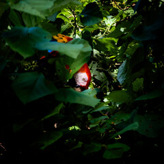 Peeking parrot in colour 