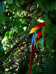 The colours of a parrot in a tree