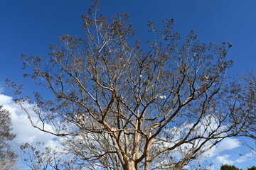 Crepe myrtle (Lagerstroemia indica) Autumn leaves and fruit (capsule). Lythraceae deciduous flowering tree. The ripe capsule is divided into six parts and the winged seeds are dispersed by the wind.